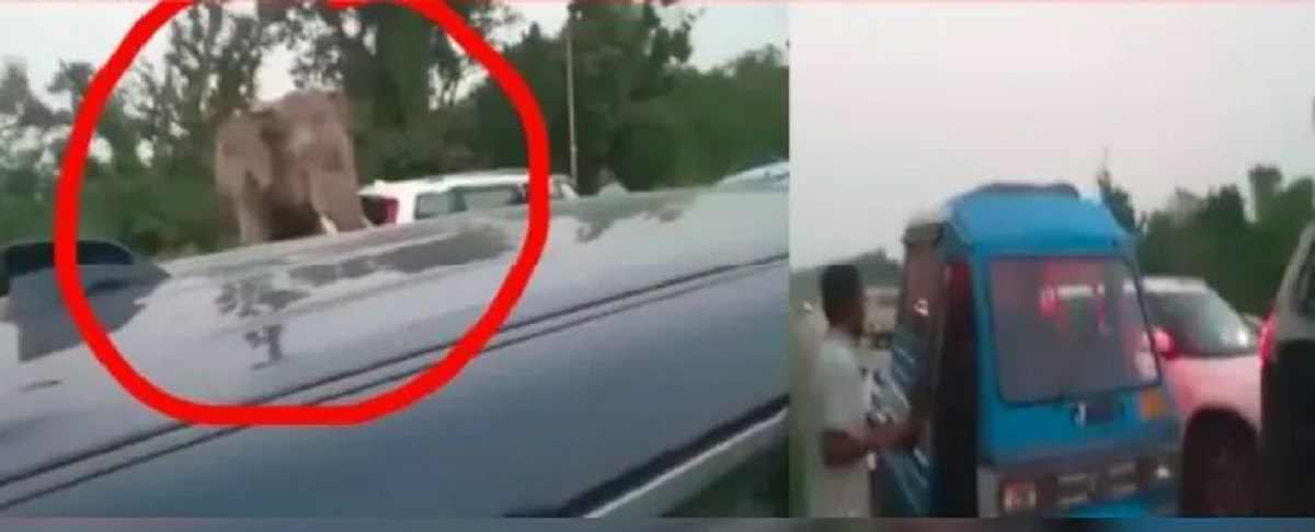 Viral Video: