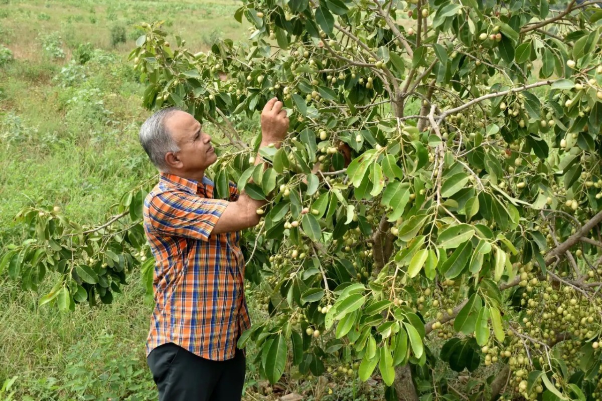 White Jamun Farming In Gujarat