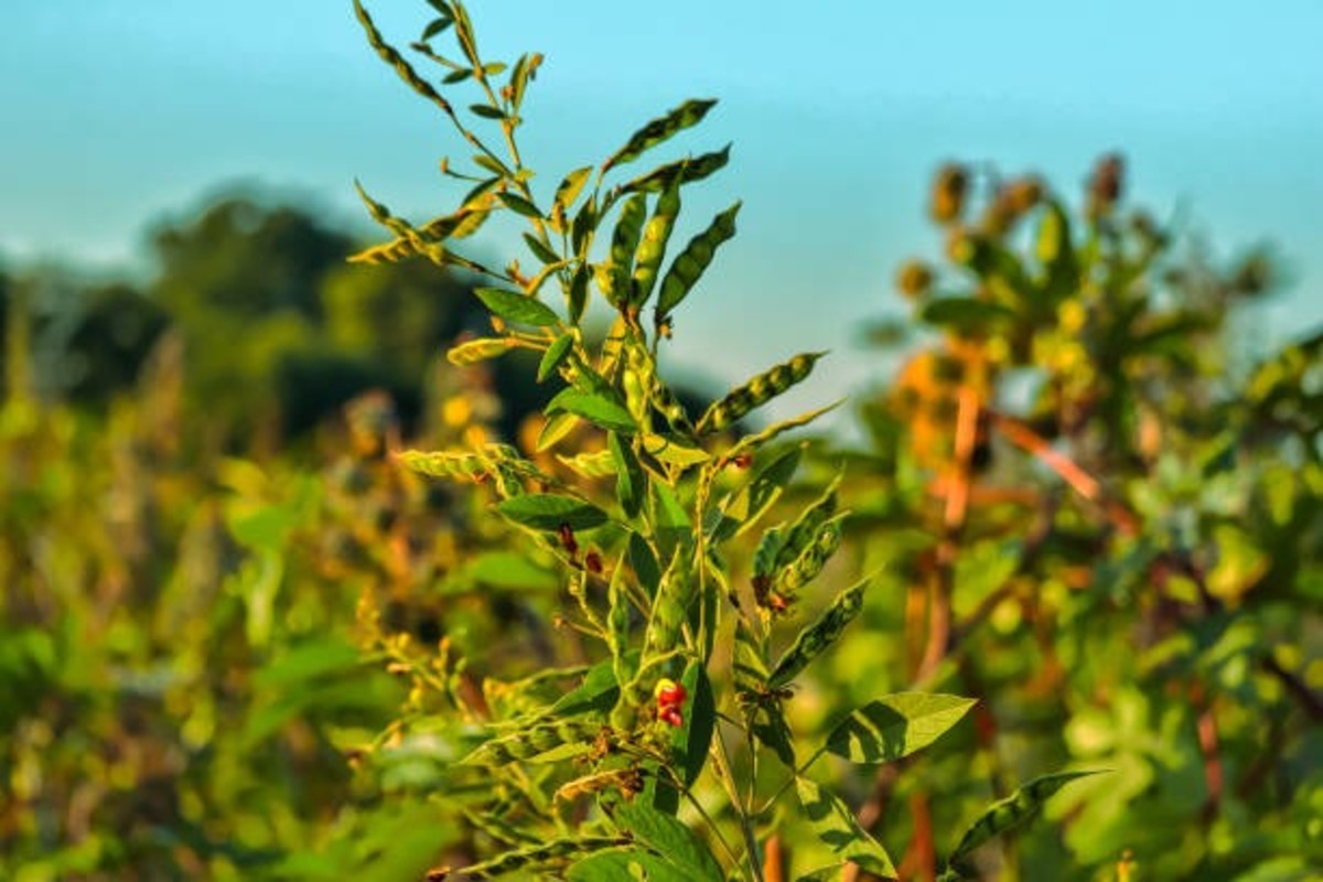 Wilt And Sterility Disease In Pigeon Pea