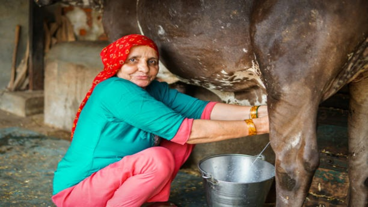 World Milk Day 2025