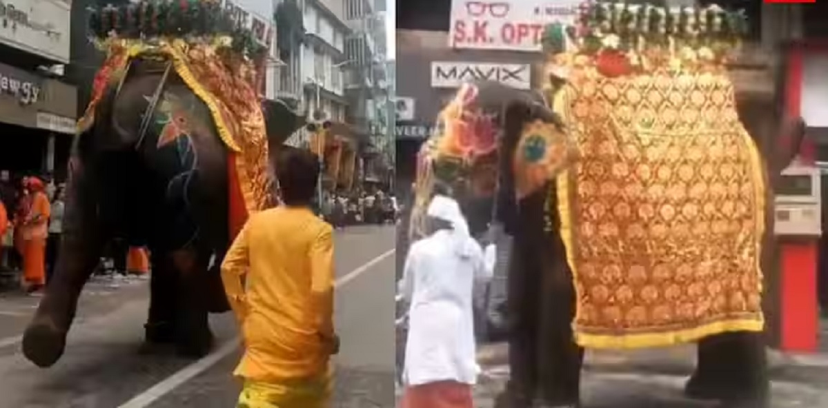 Ahmedabad Rath Yatra Elephants Viral Video: