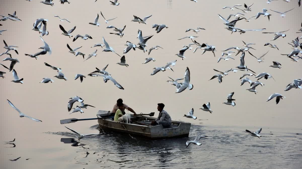 Birds Satya Day