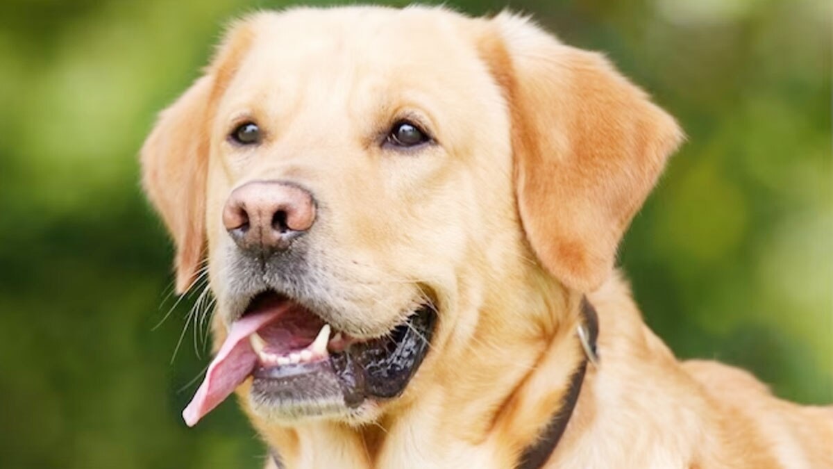 Dog 2 Satya Day