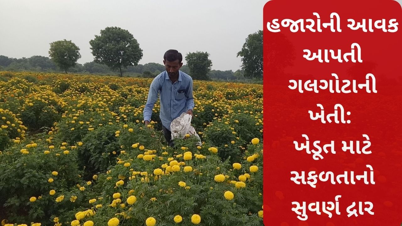Marigold Cultivation
