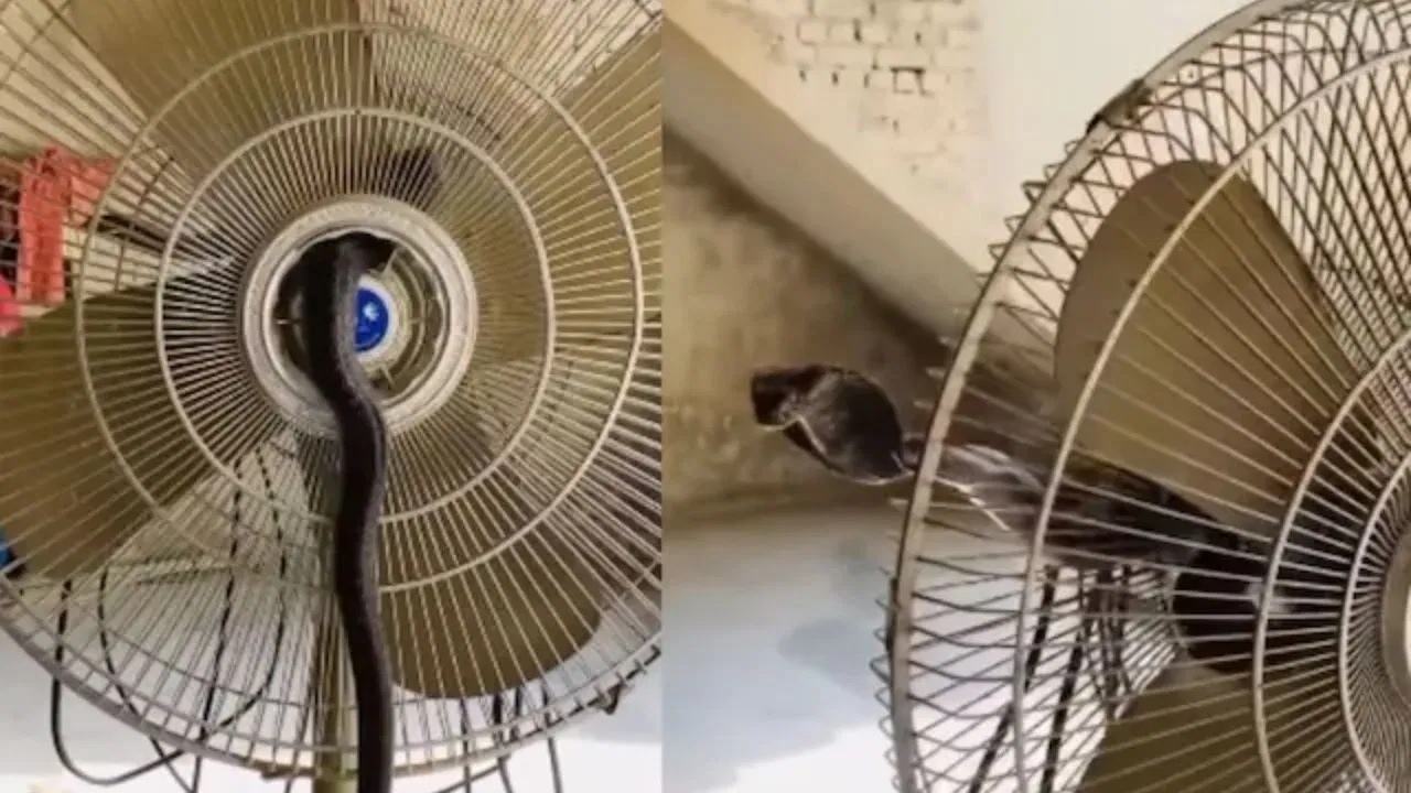 Viral Video