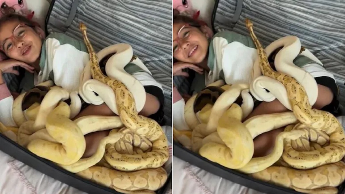 Girl Travels With Pythons In Suitcase