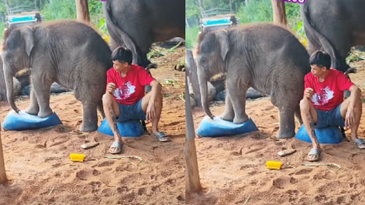 Cute Elephant Video
