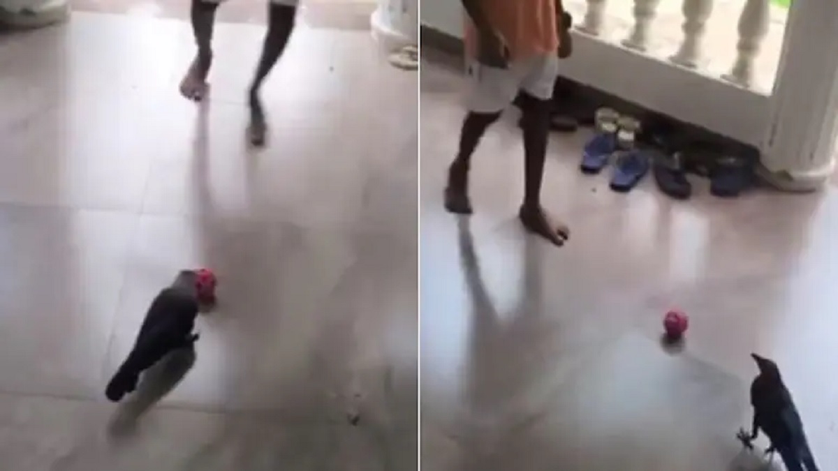 Viral Video