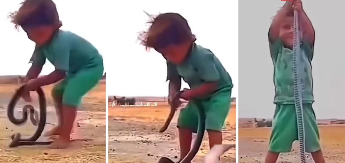 Viral Video: