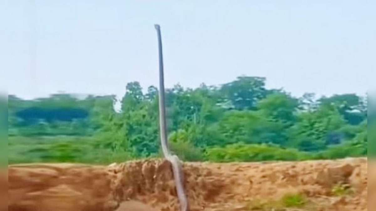 King Cobra Viral Video