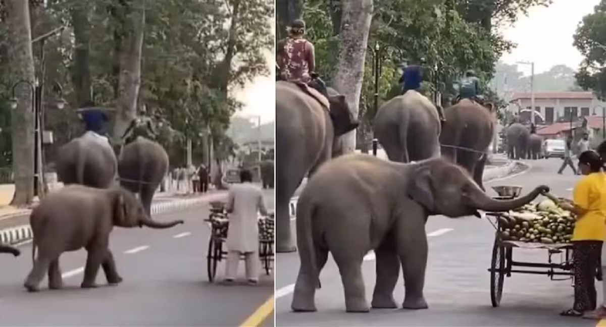 Baby Elephant Adorable Video