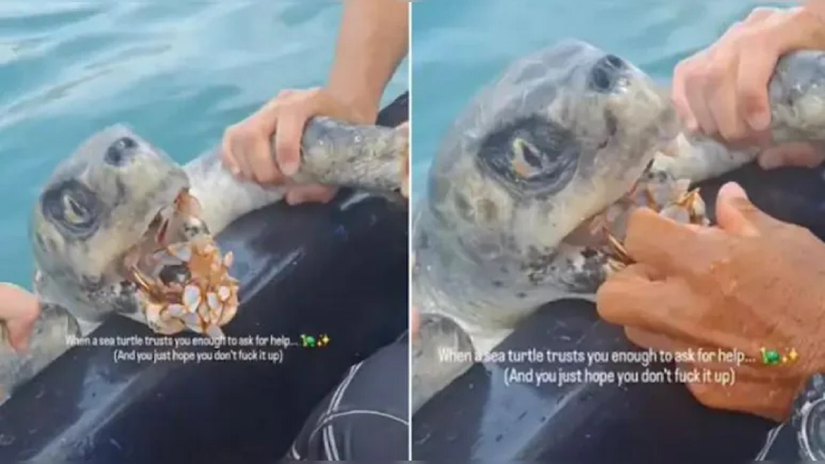 Turtle Video