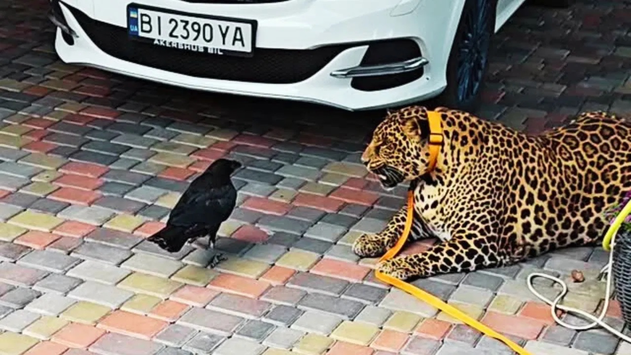 Viral Video