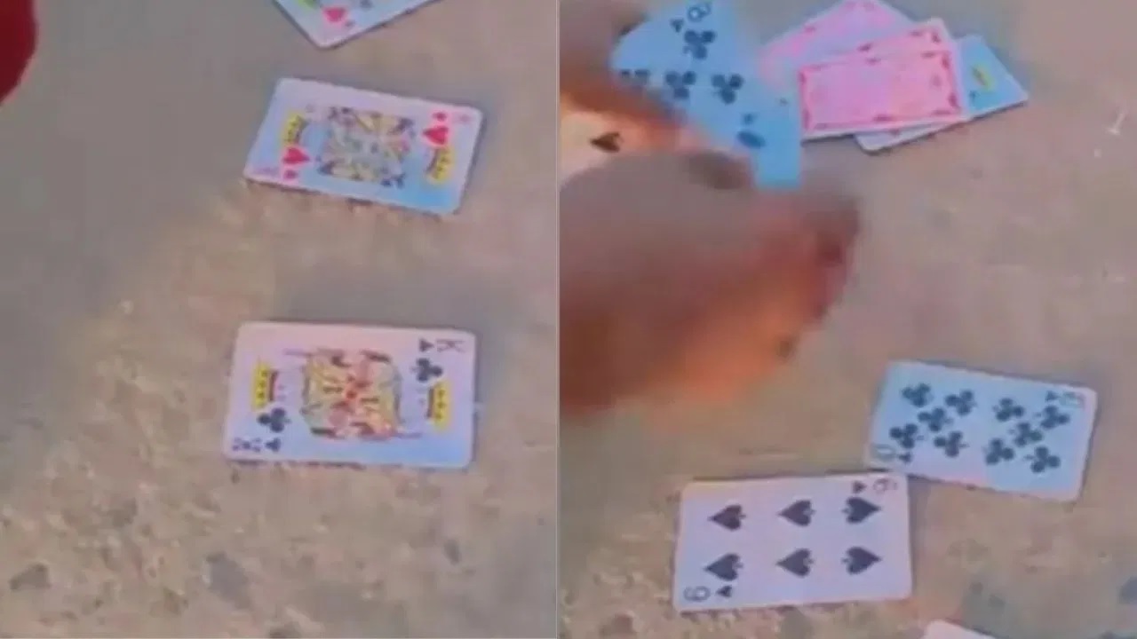 Viral Video: