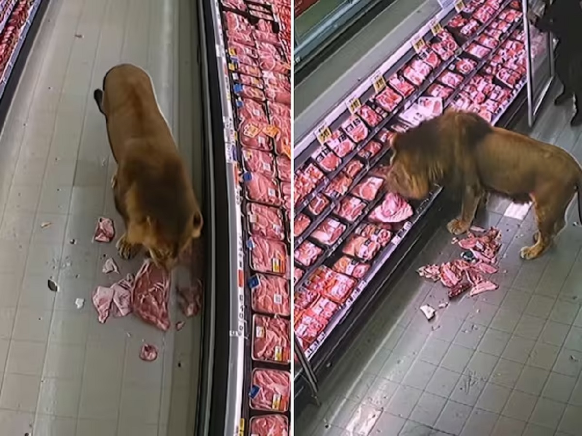 Viral Video