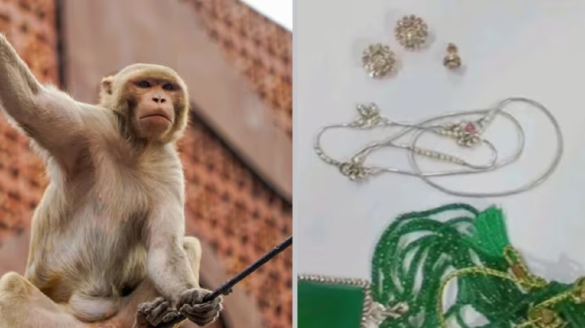 Monkey Bag Snatch
