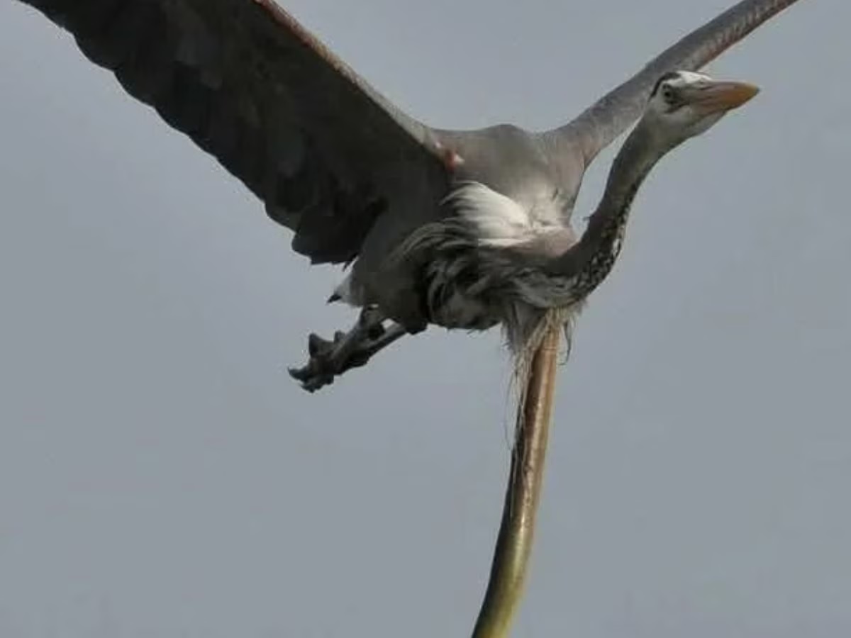 Eel And Heron