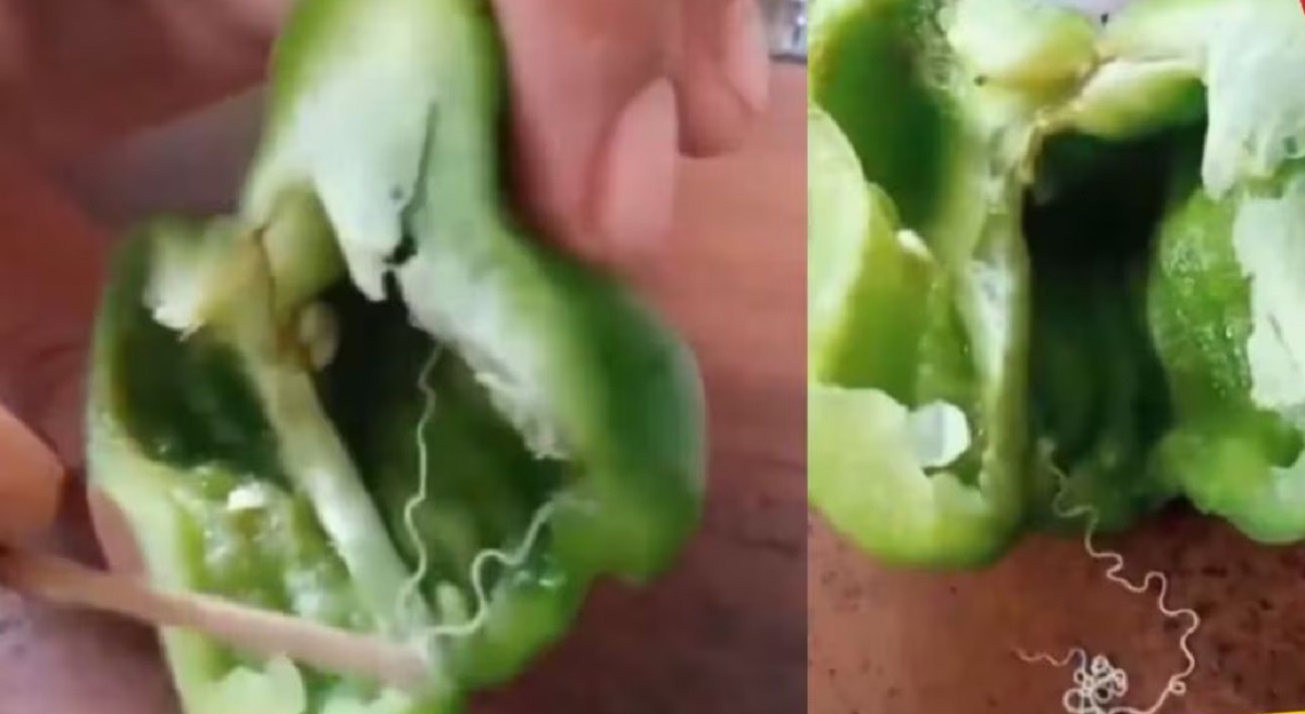 Capsicum Viral Video