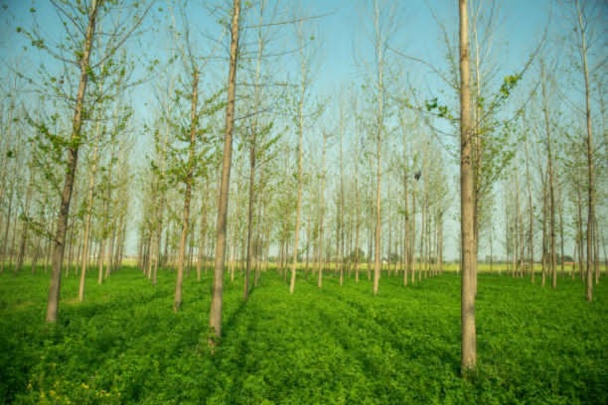 Agroforestry Policy India