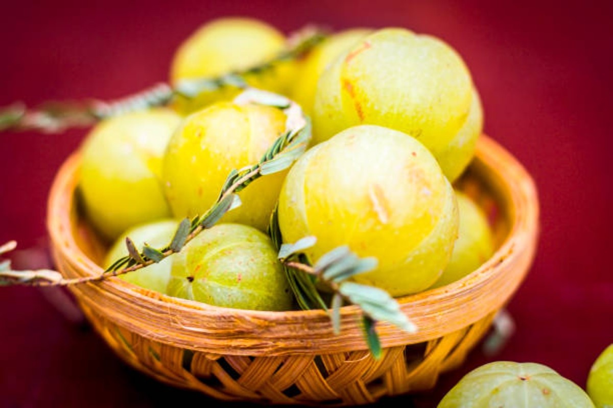 Amla Farming Profit