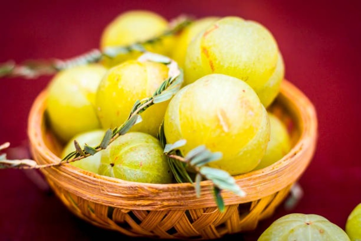 Amla Cultivation Method