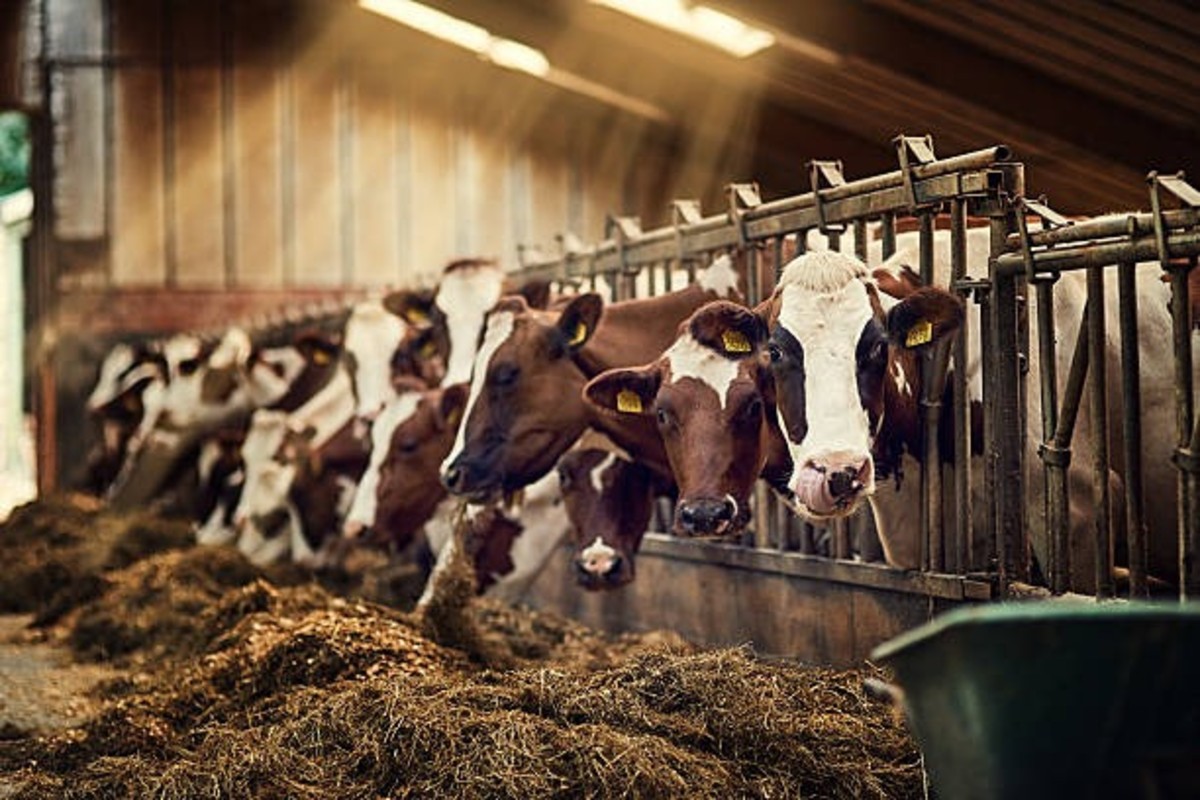 Animal Shed Design