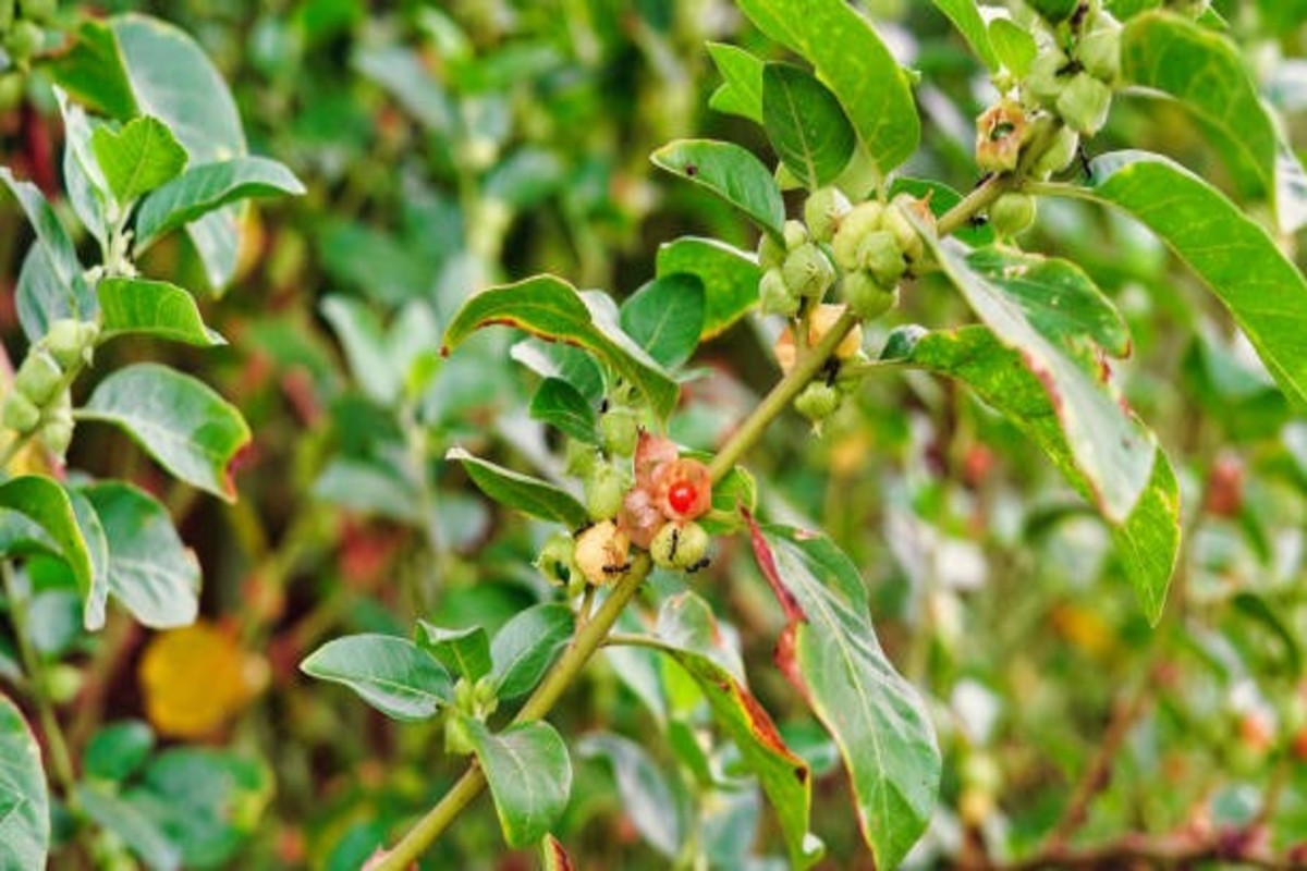 Ashwagandha Farming By Women