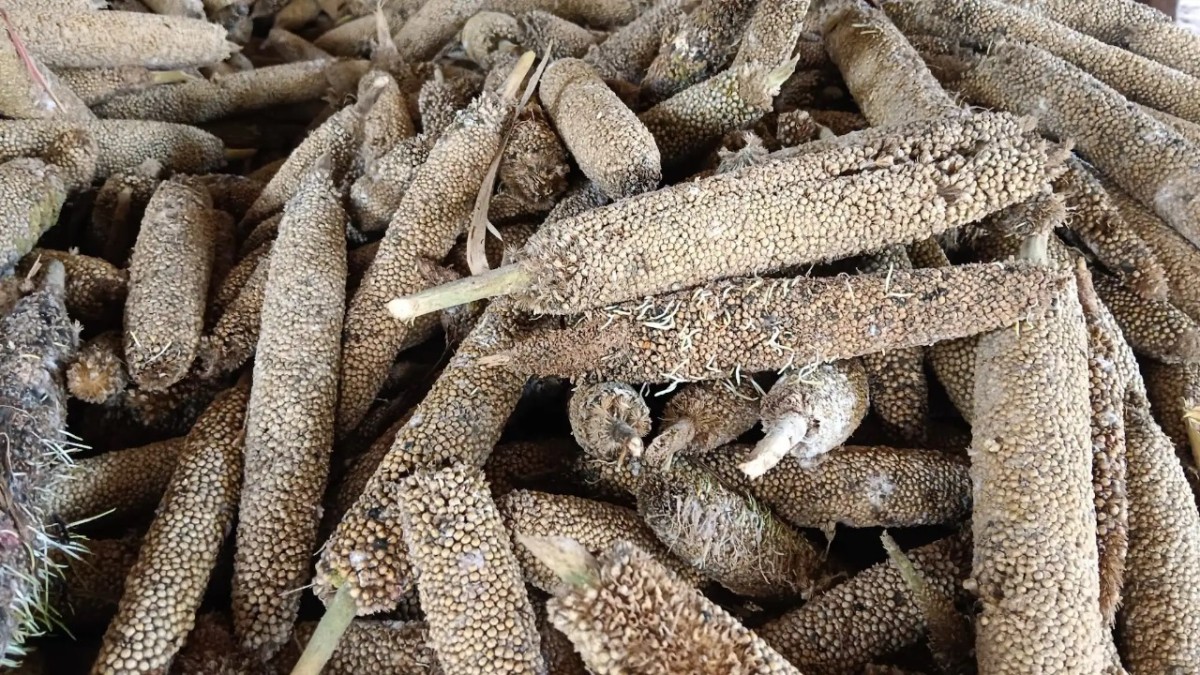 Bajra Crop Damage In North Gujarat