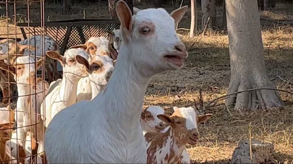 Blue Tongue Disease In Sheep And Goats