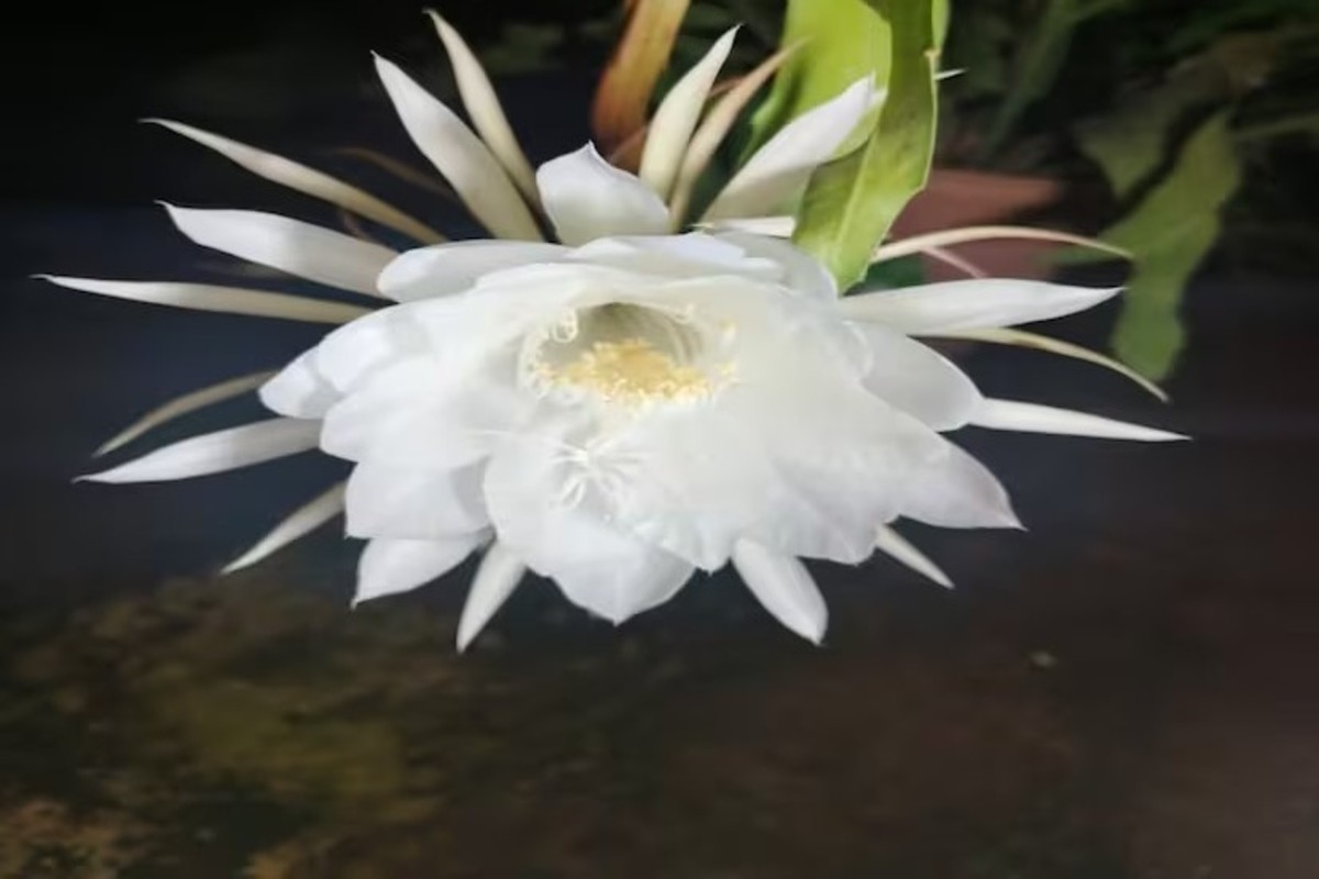 Brahmakamal Flower