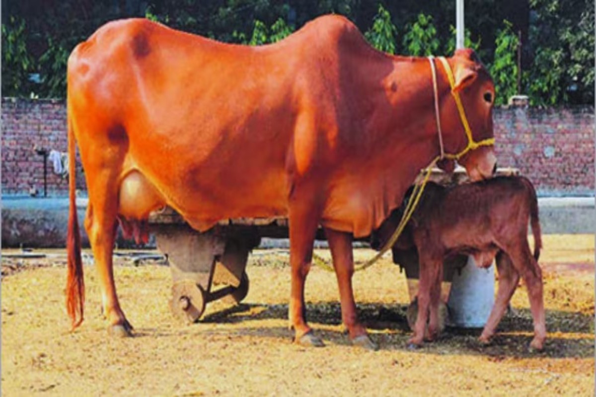 Cattle Digestive Problem