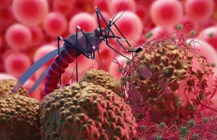 Chandipura Virus Outbreak
