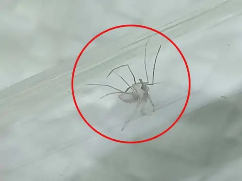 Chandipura Virus Outbreak