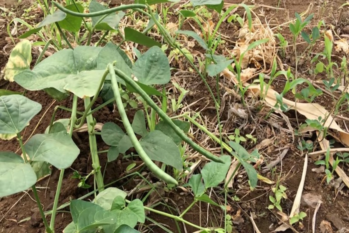Cowpea Farming Tips