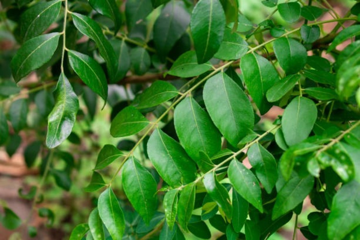 Curry Leaf Farming