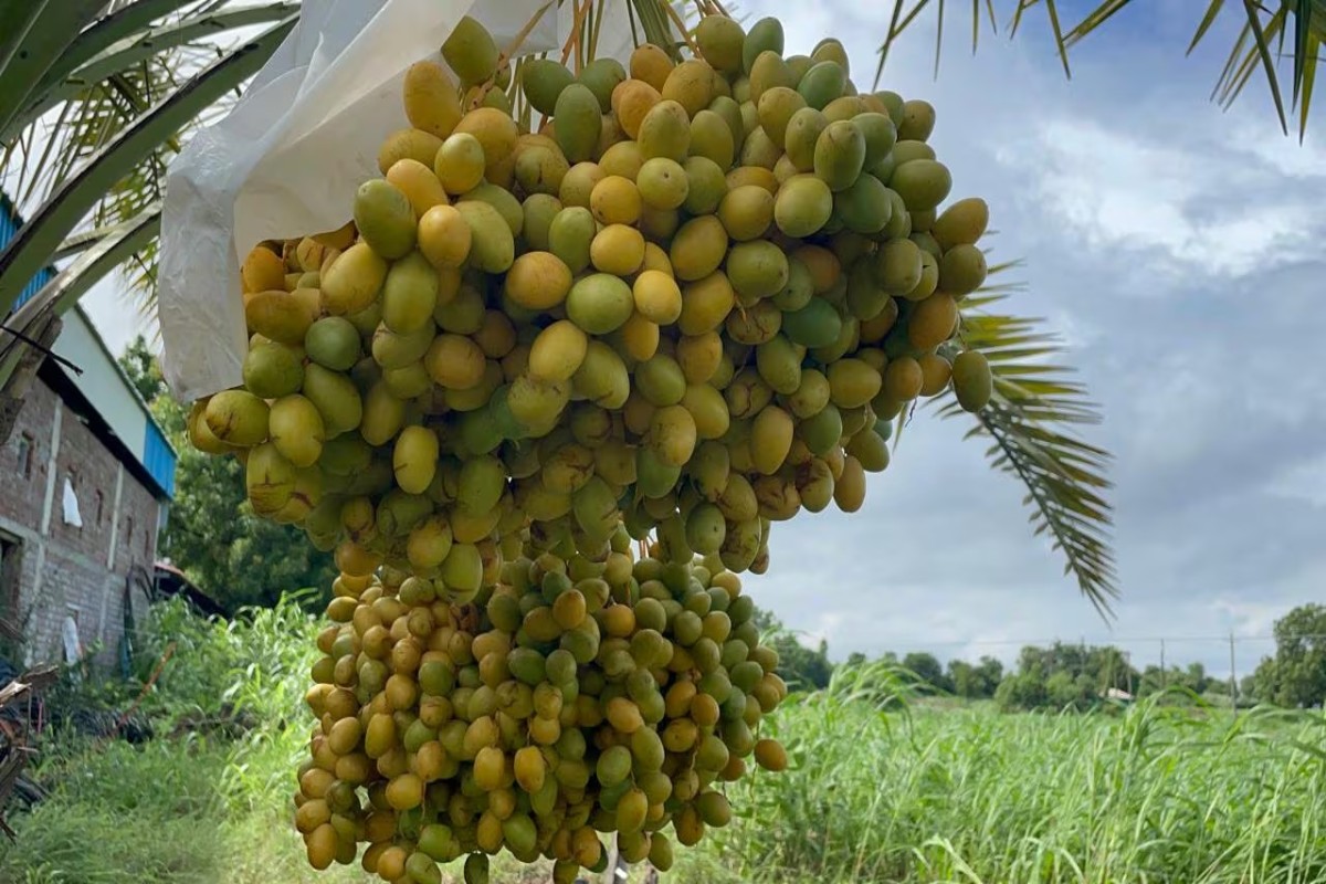 Date Farming Gujarat