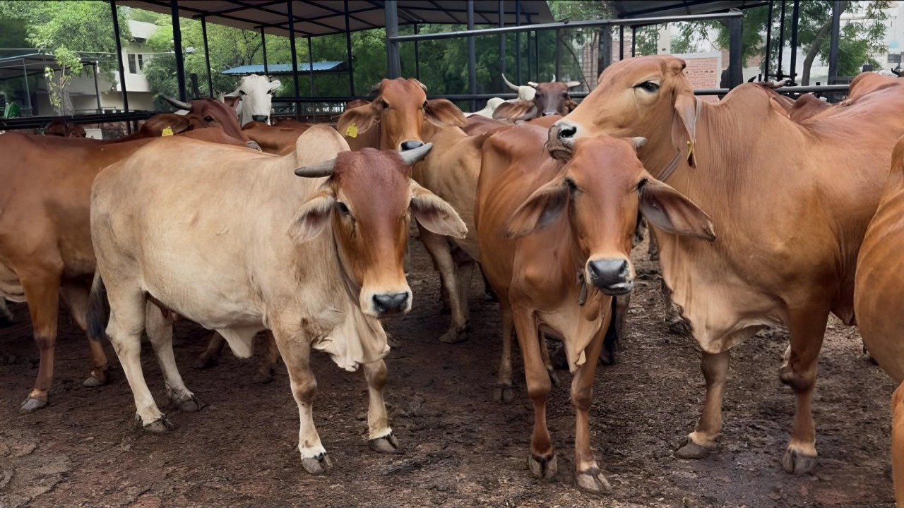 Desi Cow Dairy Farming Success