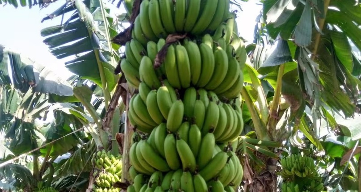 Diseases In Banana Crop