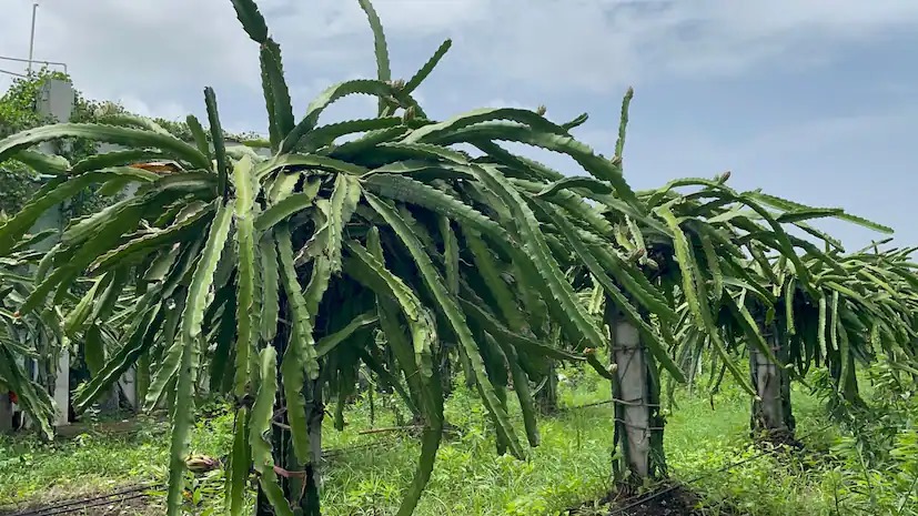 Dragon Fruit Farming Success Story