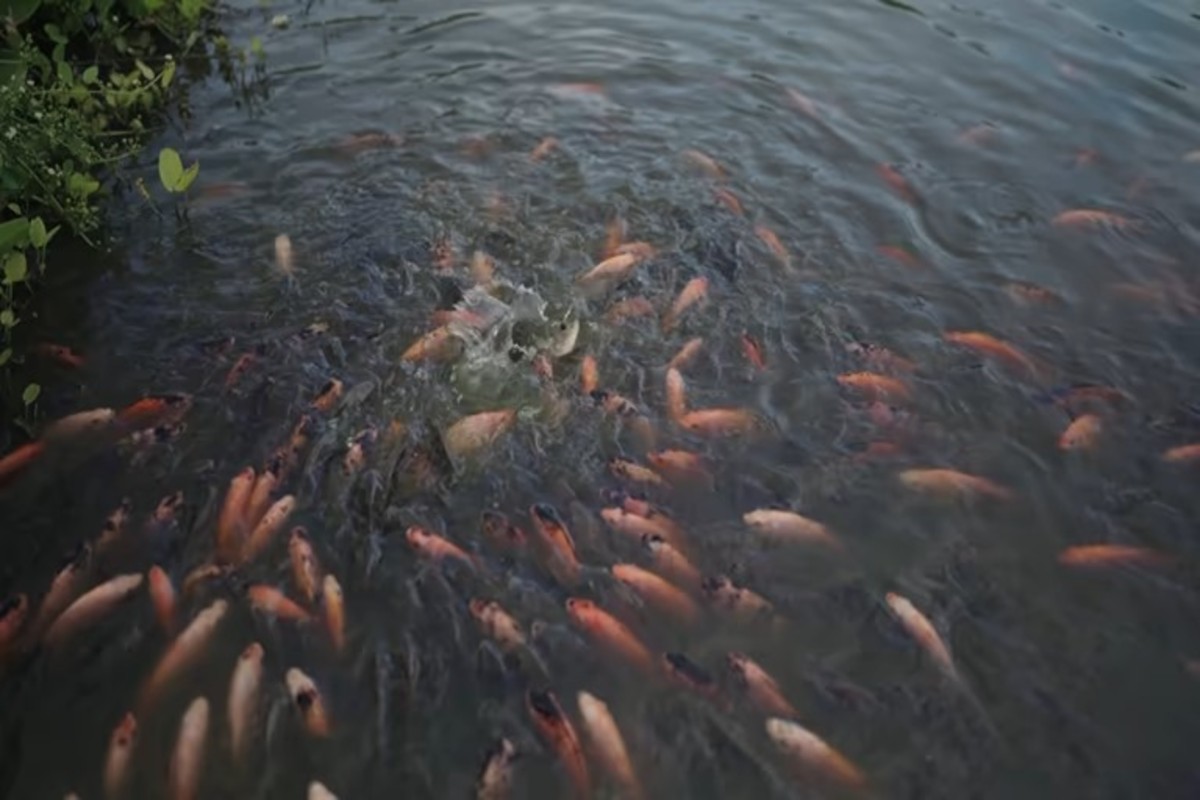 Duck And Fish Farming Profit