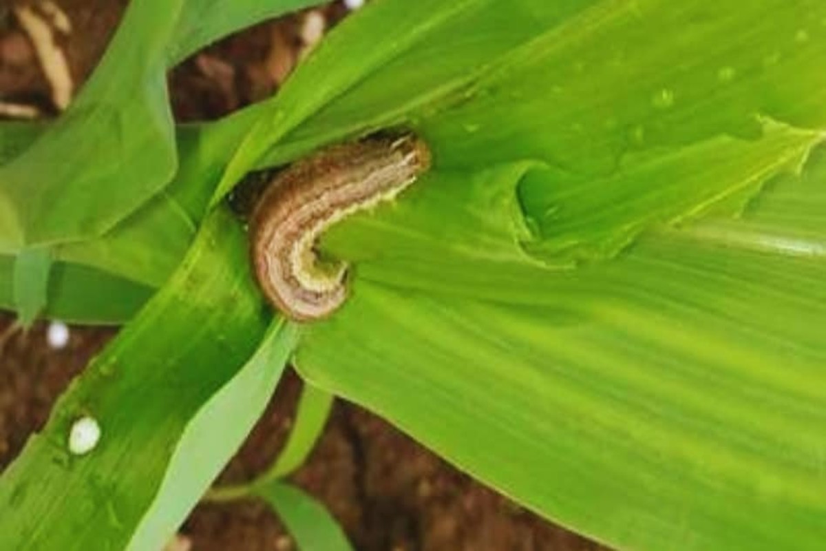 Fall Armyworm In Maize Crop