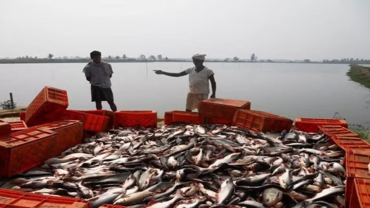 Fish Ulcer Disease In Rainy Season