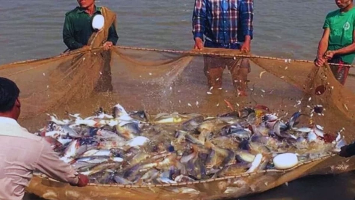 Fisheries Development In Sikkim