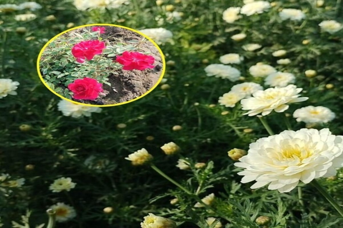 Flower Cultivation In Mokhana Village