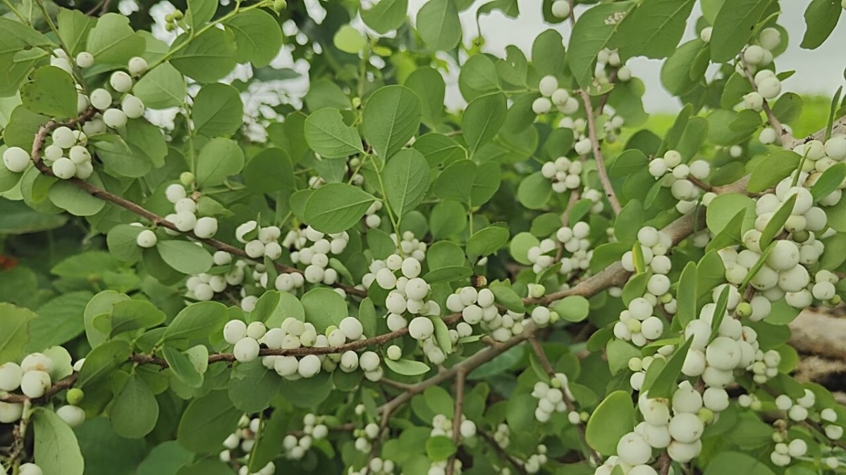 Fruit Of Thumari