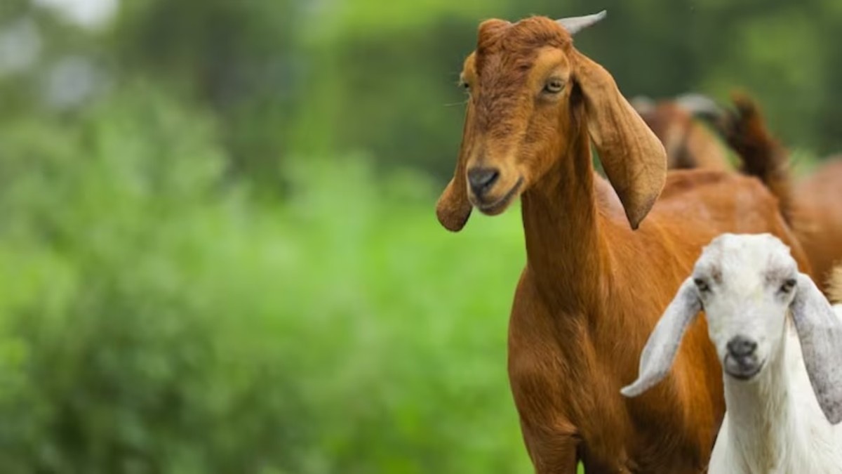 Goat Diseases In Rainy Season