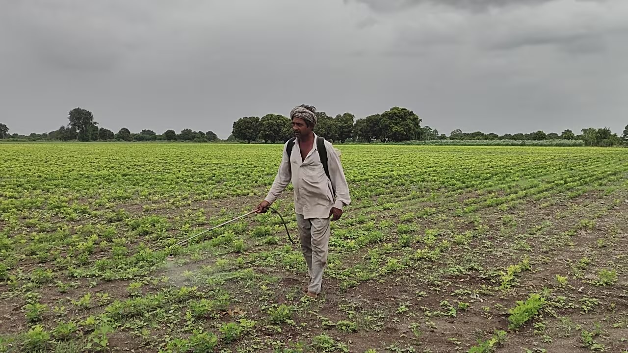 Groundnut Crop Damaged Due To Rain