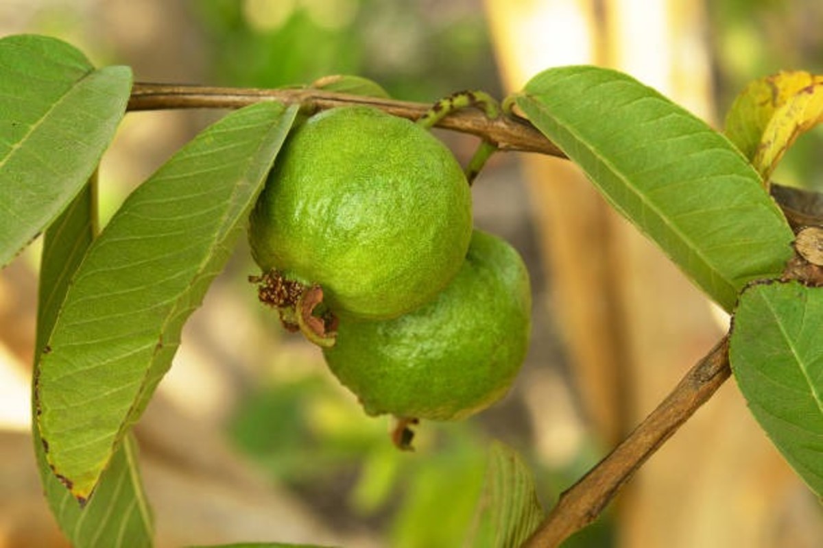 Guava Plant Growth Tips