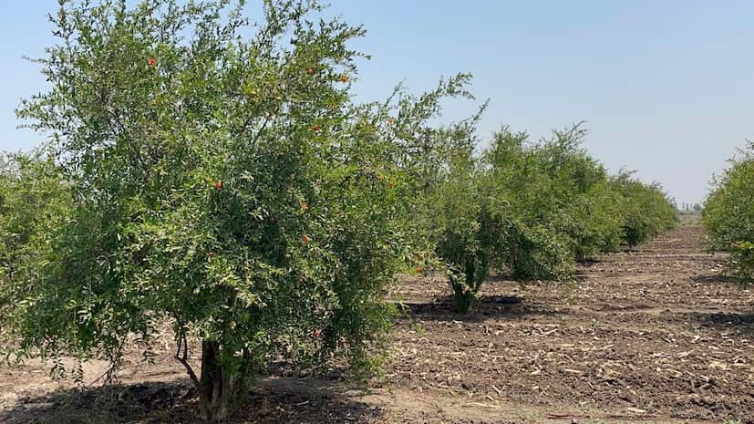 Horticulture Scheme For Sc Farmers