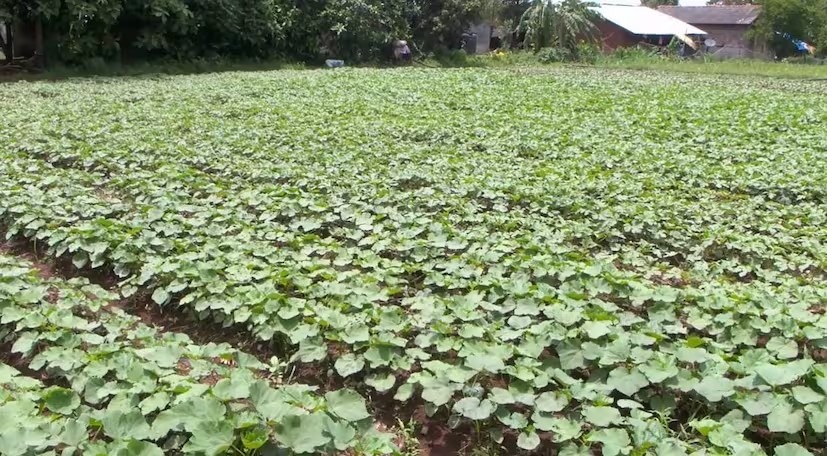 How To Cultivate Okra